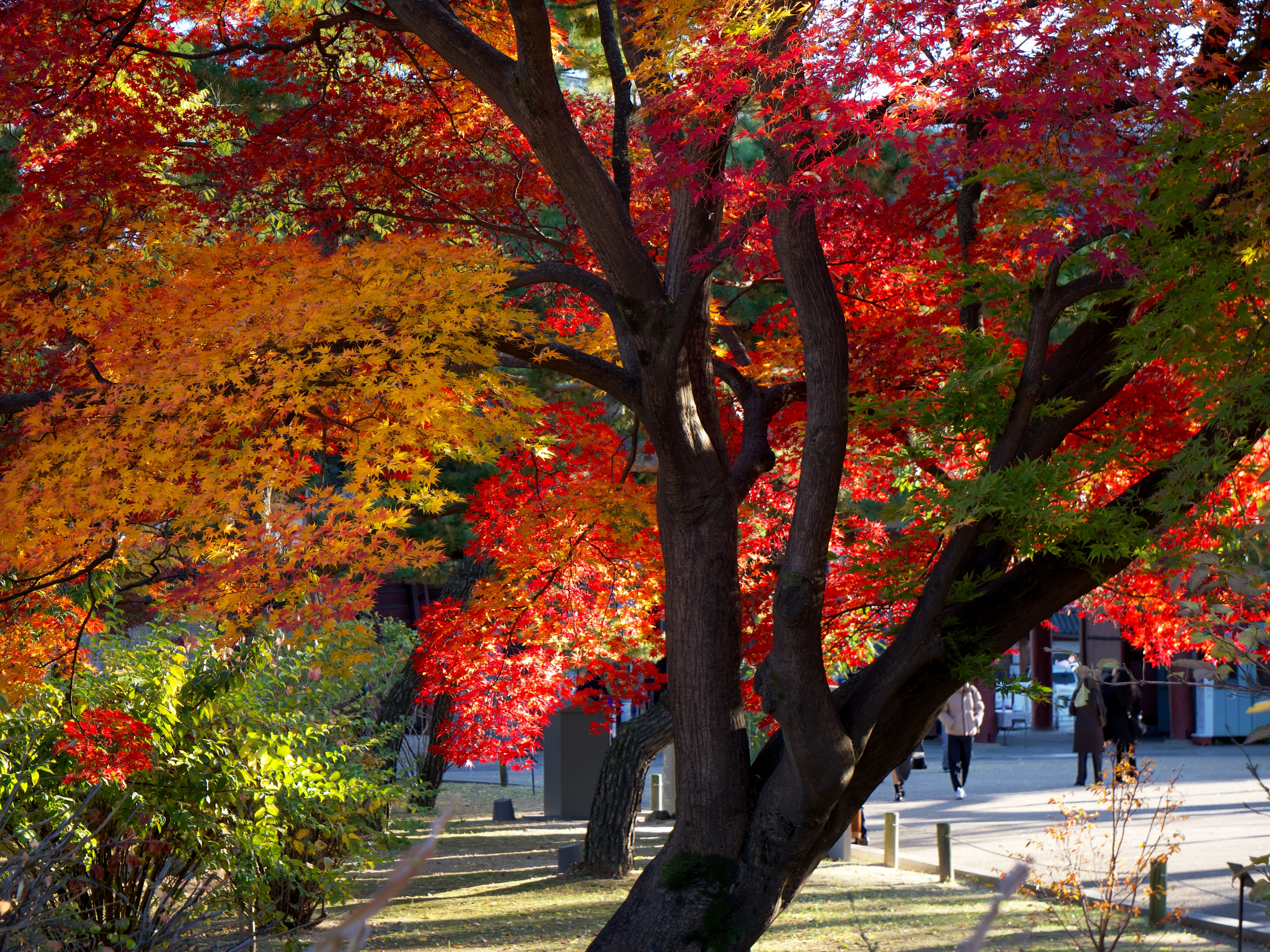 Autumn Foliage - Picture 12